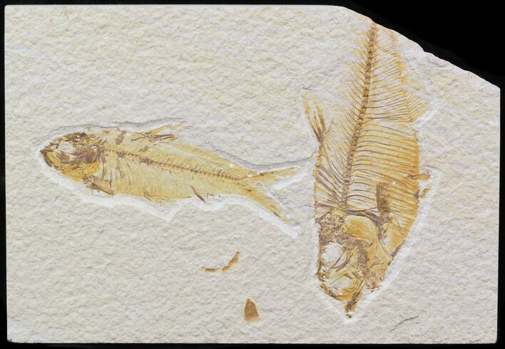 Diplomystus & Knightia Fossil Fish Plate - x #42491